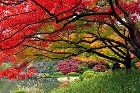 imagen jardines japón